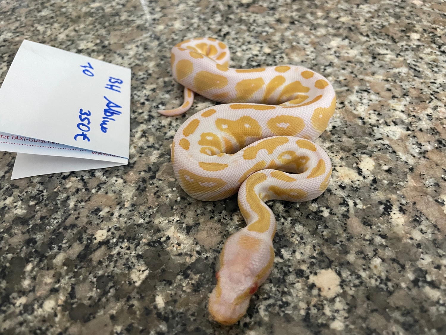 Blackhead Albino 1,0 350 Ball Python by Reptilienzooforchtenstein ...