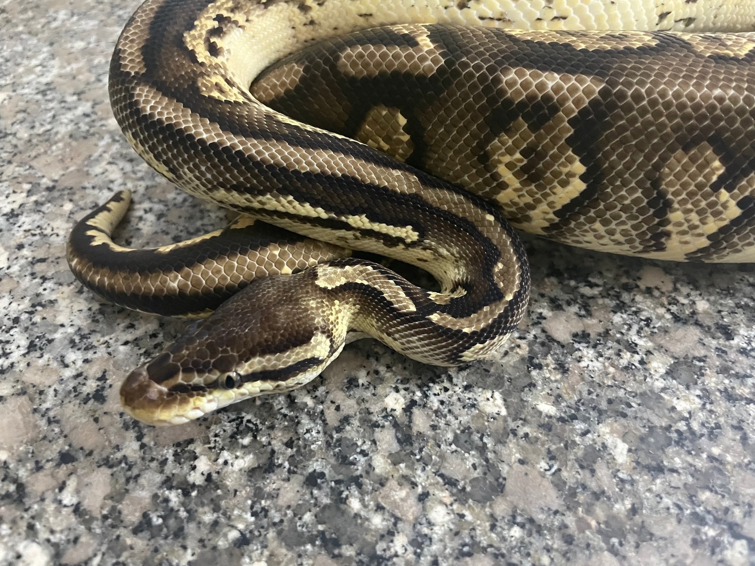 Bongo Pastel Yellowbelly Ball Python by Reptilienzooforchtenstein