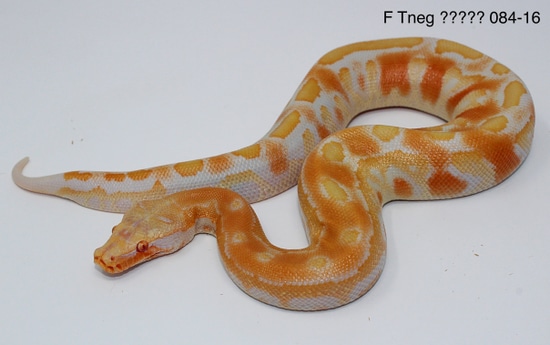 Extreme High White Albino(T-) Red Blood Python by RepTillis Herps