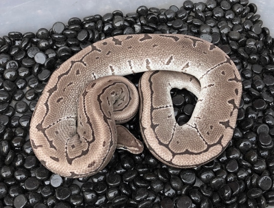 Vpi Axanthic Pinstripe 100% Het Snow Ball Python by Adam Chesla Reptiles