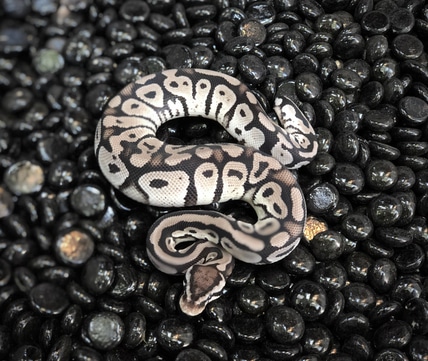 Sunset Hypo Mojave Ball Python by Adam Chesla Reptiles - MorphMarket