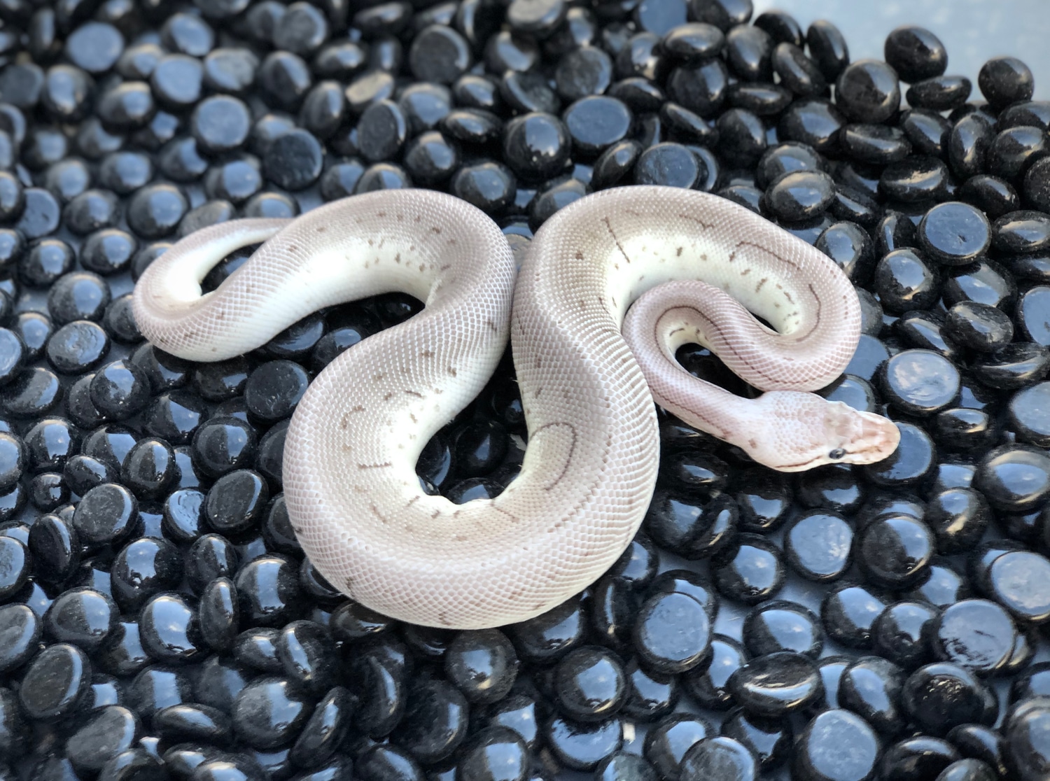 Vpi Axanthic Leopard Spinner Blast! Ball Python by Adam Chesla Reptiles
