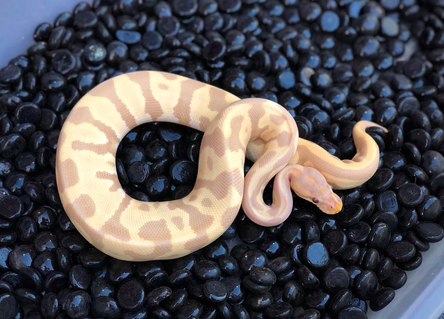 Candino Leopard Ball Python by Adam Chesla Reptiles - MorphMarket