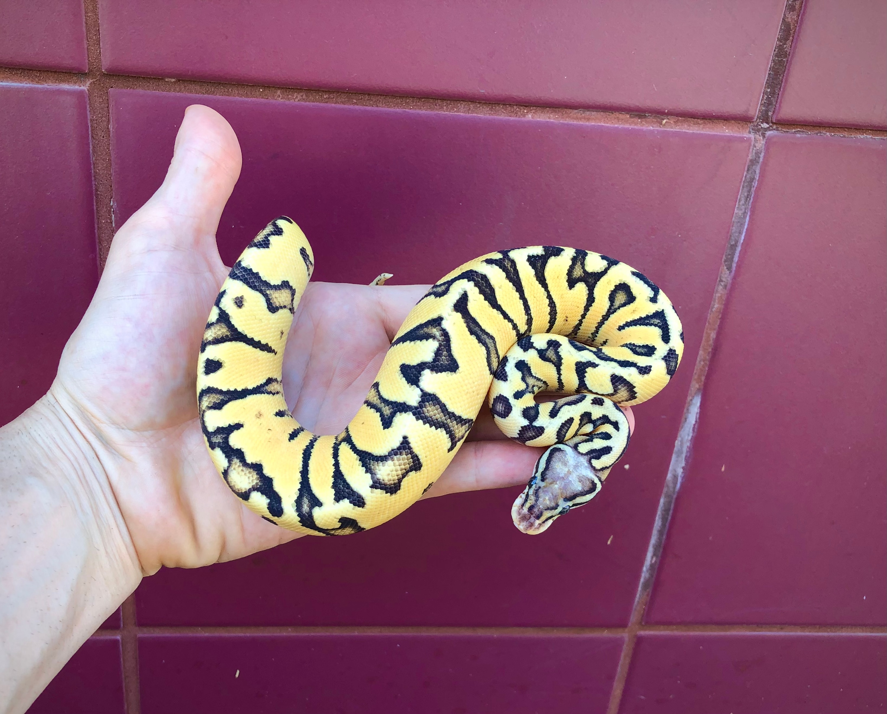 Sellenatelaセレナテラ　ISABELA PYTHONS SellenatelaセレナテラISABELA PYTHONS