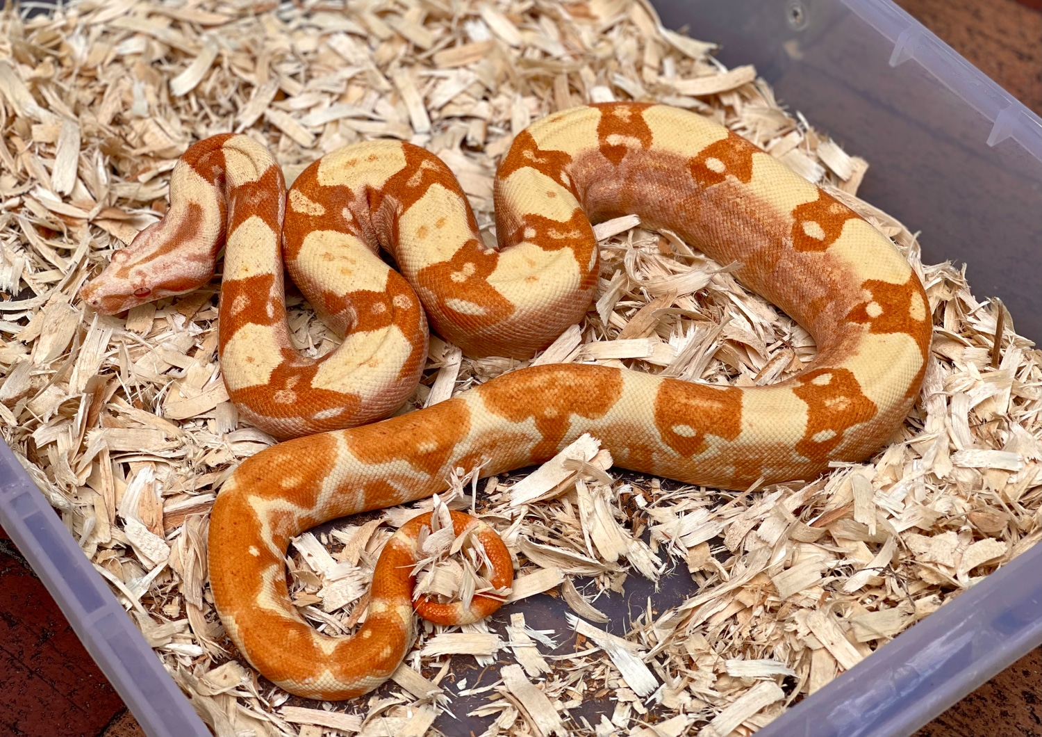 Purple Sharp Sunglow Boa Constrictor by Adam Chesla Reptiles - MorphMarket