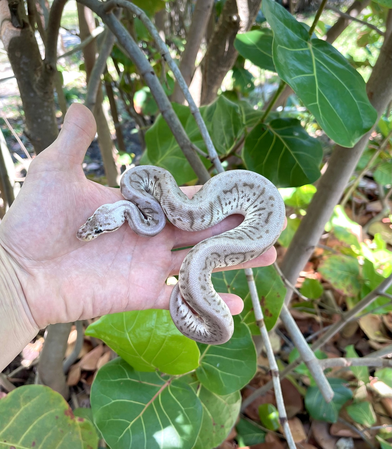 Red Axanthic Leopard Bumblebee Ball Python by Adam Chesla Reptiles ...