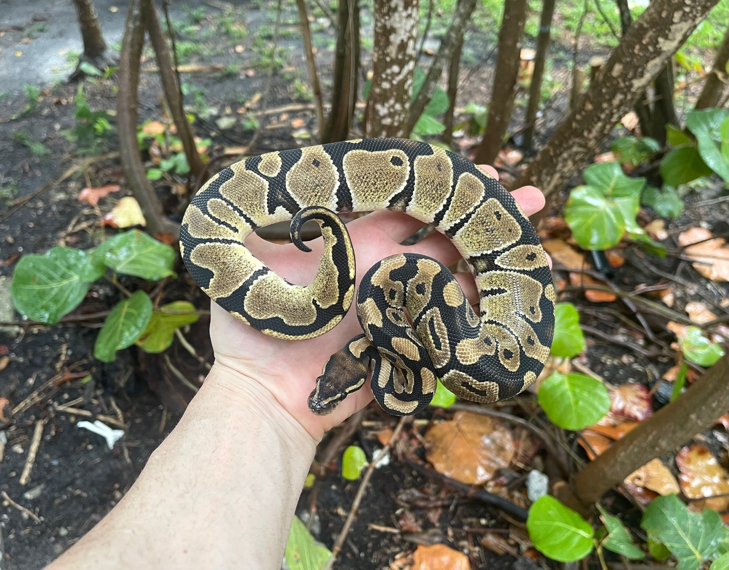 100% Het Zebra Ball Python by Adam Chesla Reptiles - MorphMarket