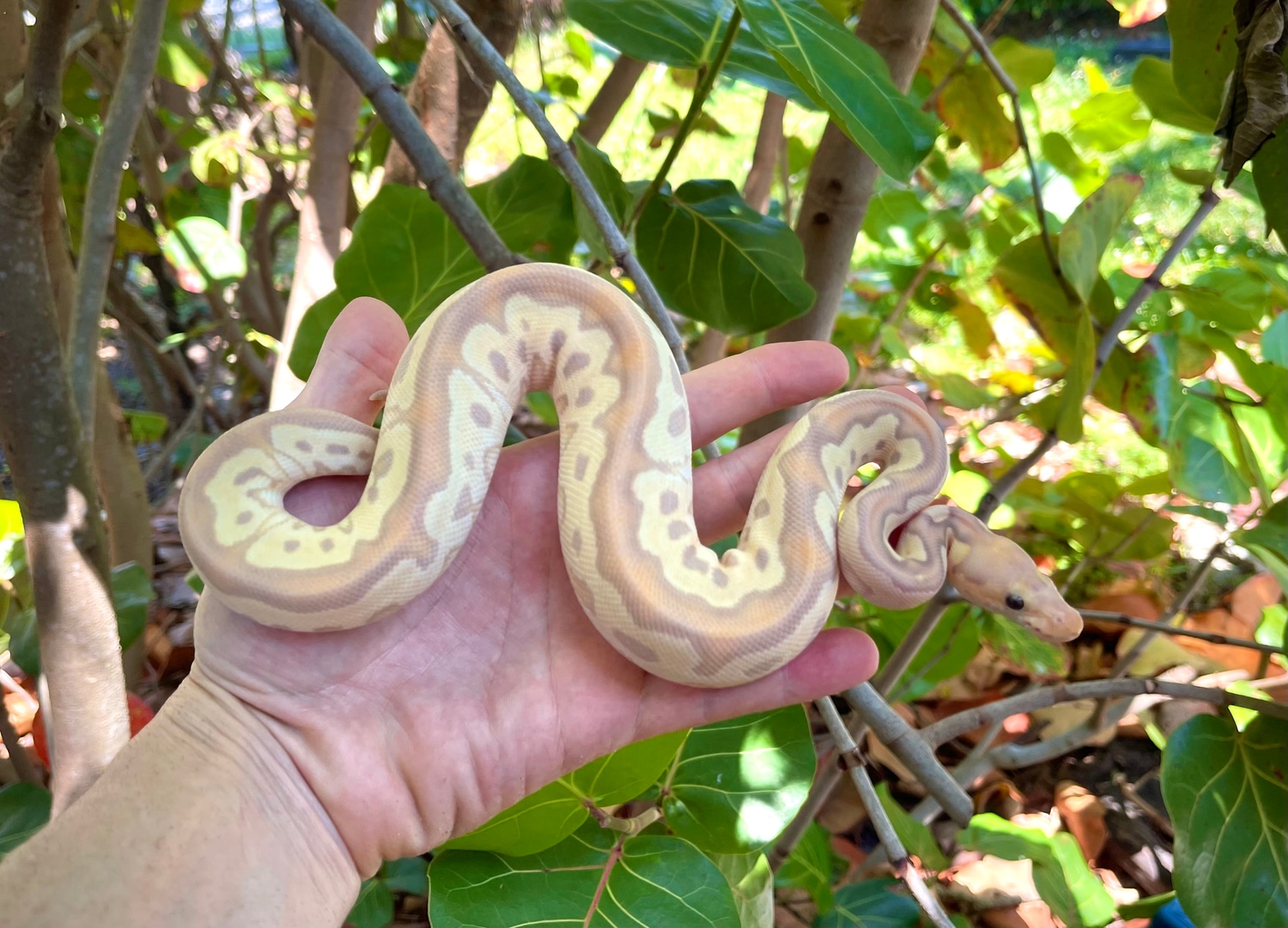 Banana Mojave Poss Leopard Clown Ball Python by Adam Chesla Reptiles