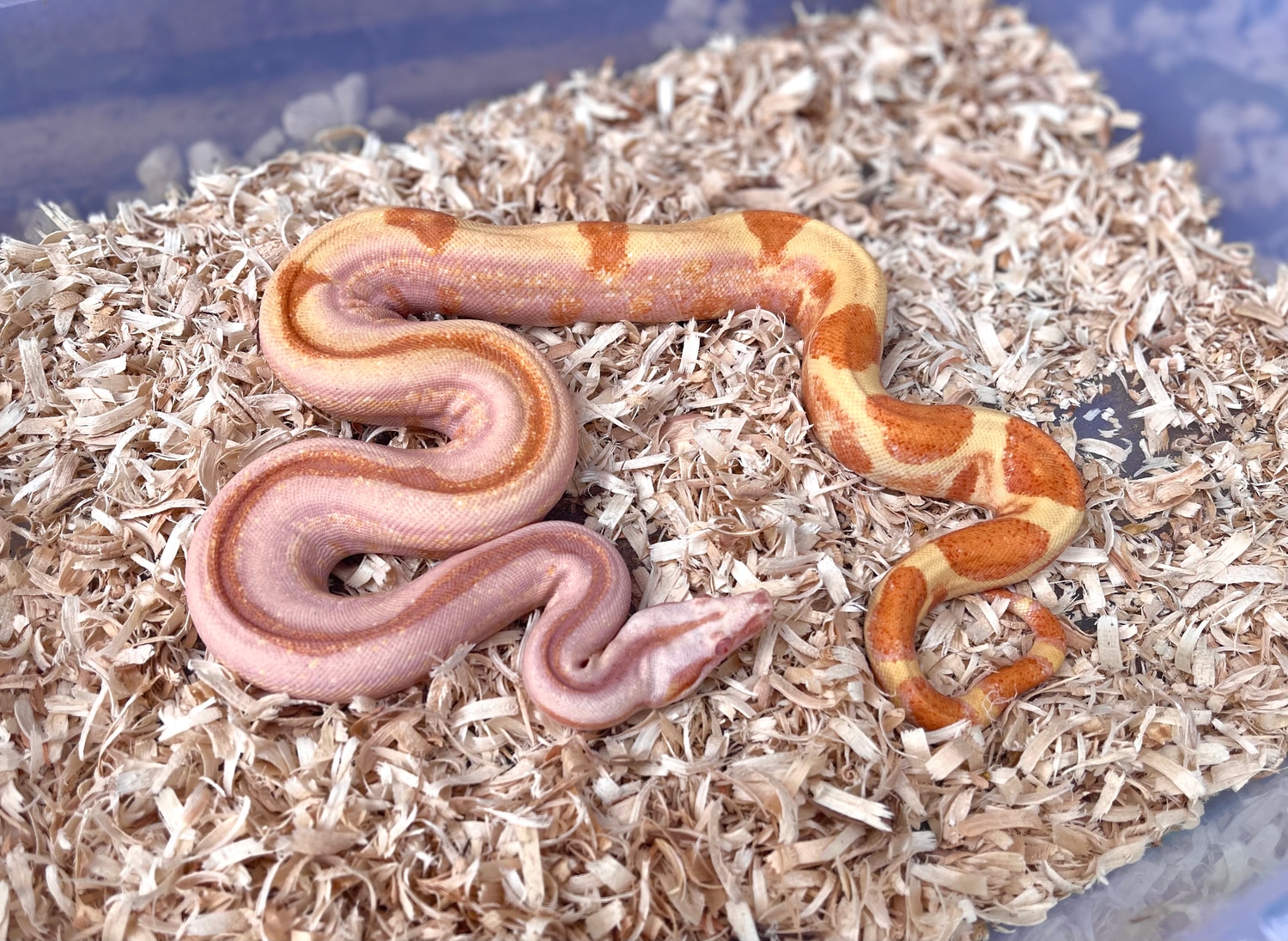 Purple Sharp Jungle Sunglow - Very High Quality! Boa Constrictor by