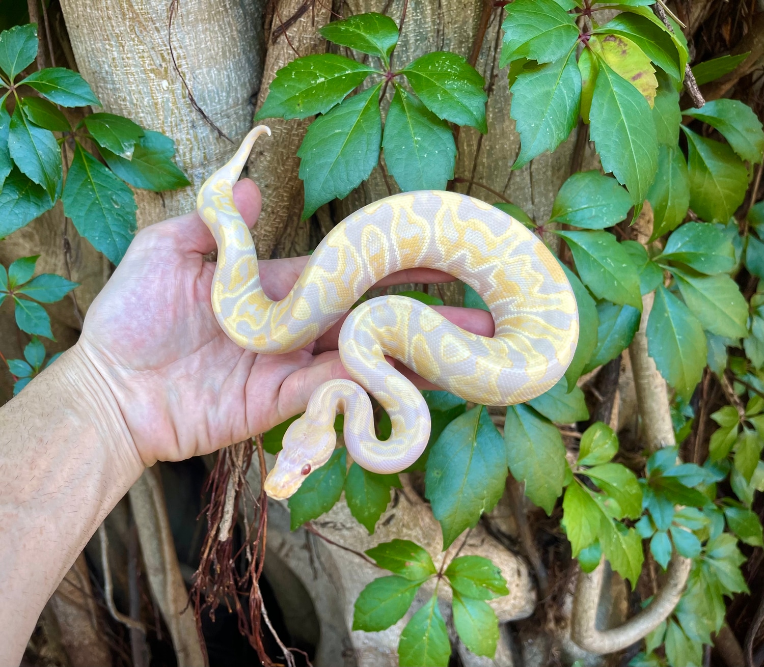 GHI Candy Ball Python by Adam Chesla Reptiles - MorphMarket