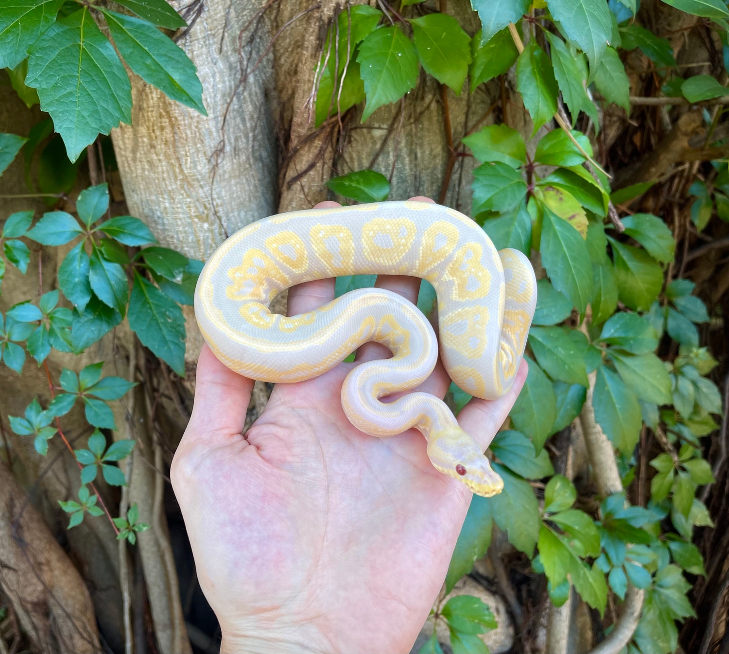 Black Pastel Candy Ball Python by Adam Chesla Reptiles MorphMarket