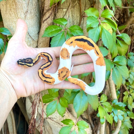 Zebra Ghost Ball Python by Adam Chesla Reptiles - MorphMarket