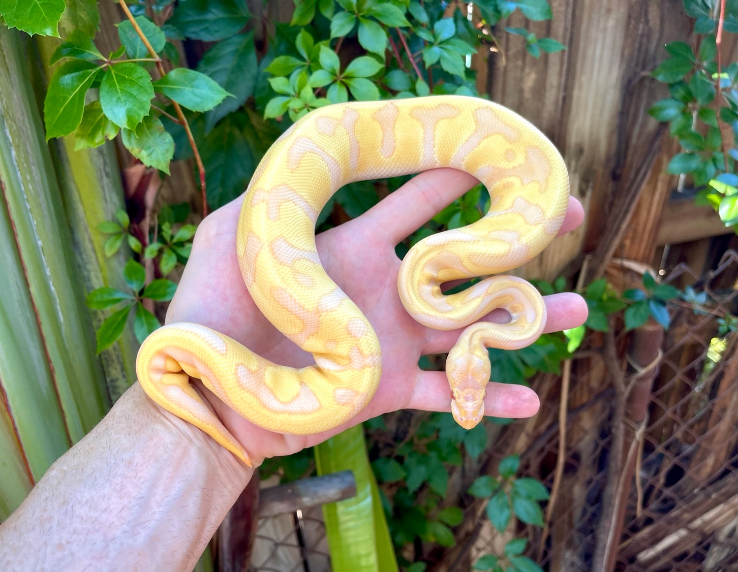 Candino Enchi Ball Python by Adam Chesla Reptiles MorphMarket