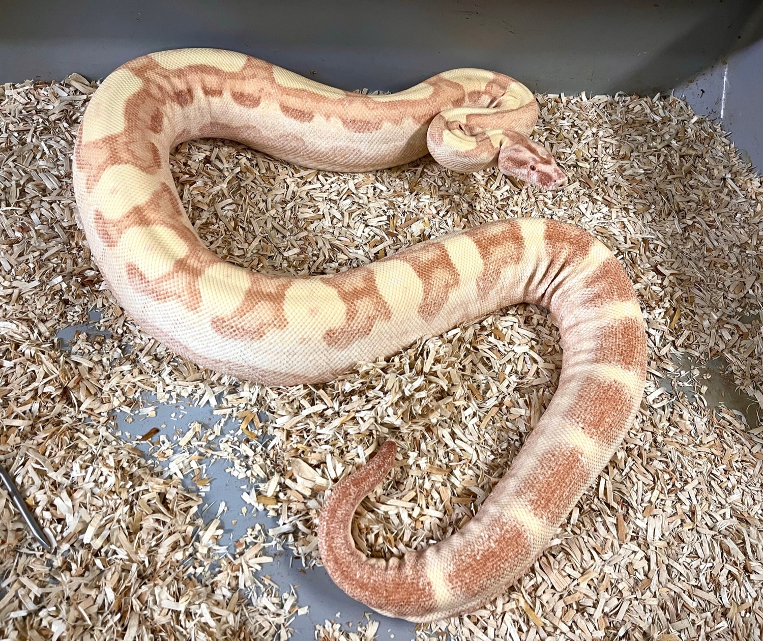 Lipstick Sunglow Motley Poss Jungle Boa Constrictor by Adam Chesla Reptiles MorphMarket