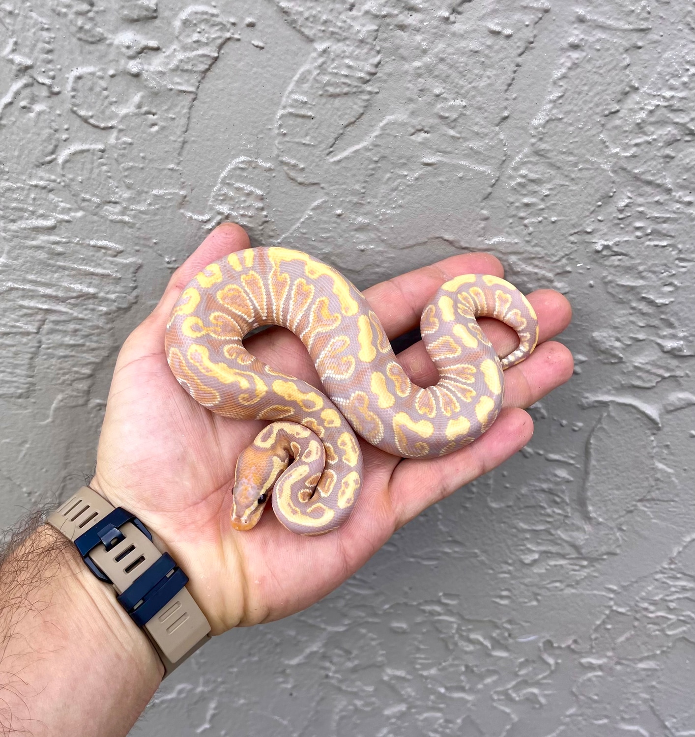 GHI Banana 100 Het Clown Ball Python by Adam Chesla Reptiles MorphMarket