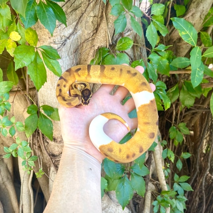 Zebra Ball Python by Adam Chesla Reptiles - MorphMarket