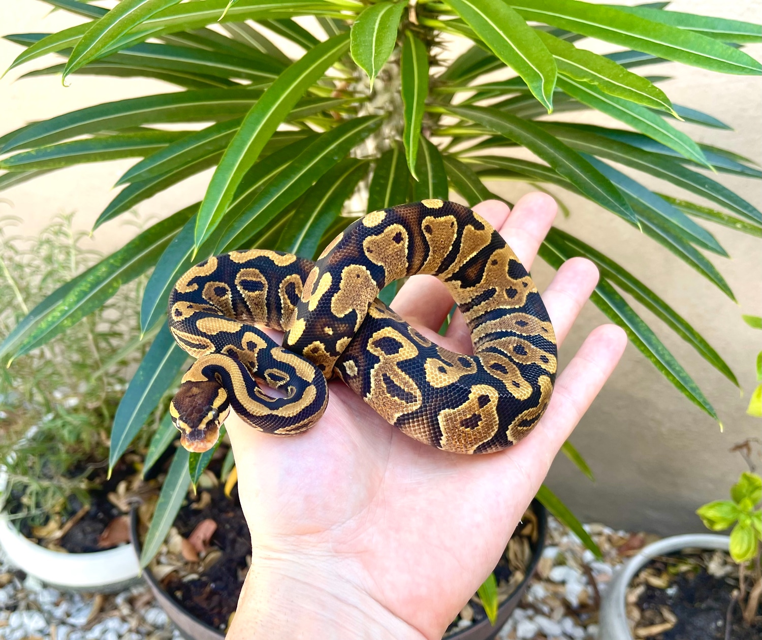 YB 100% Het Sunset Ball Python by Adam Chesla Reptiles - MorphMarket
