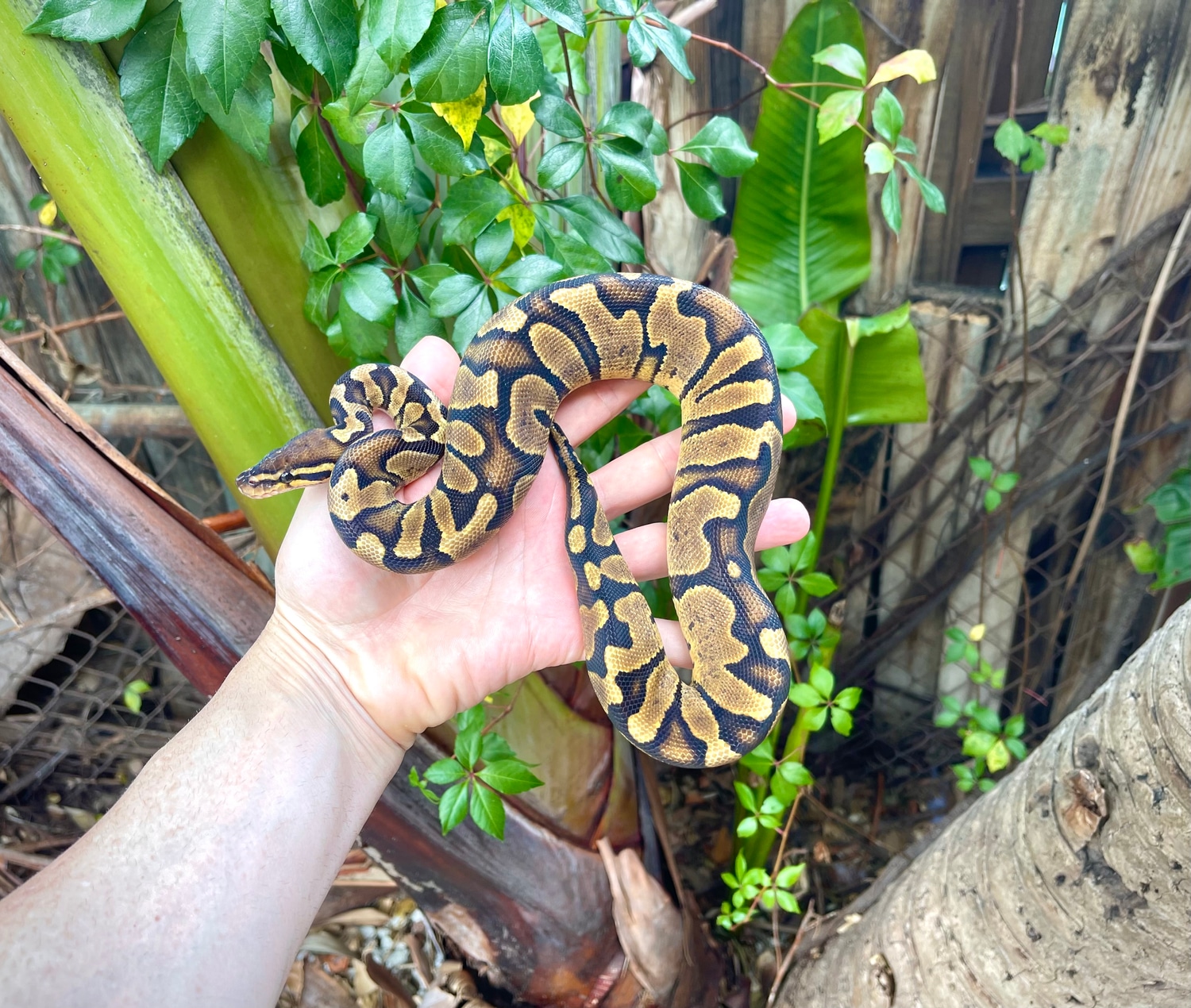 Zebra Ball Python by Adam Chesla Reptiles - MorphMarket