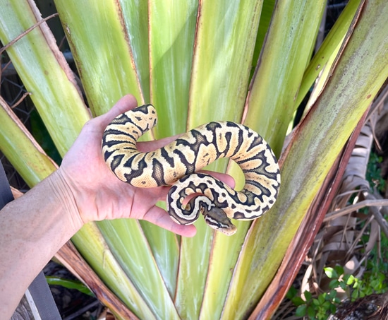 Zebra Hypo Pastel Ball Python by Adam Chesla Reptiles