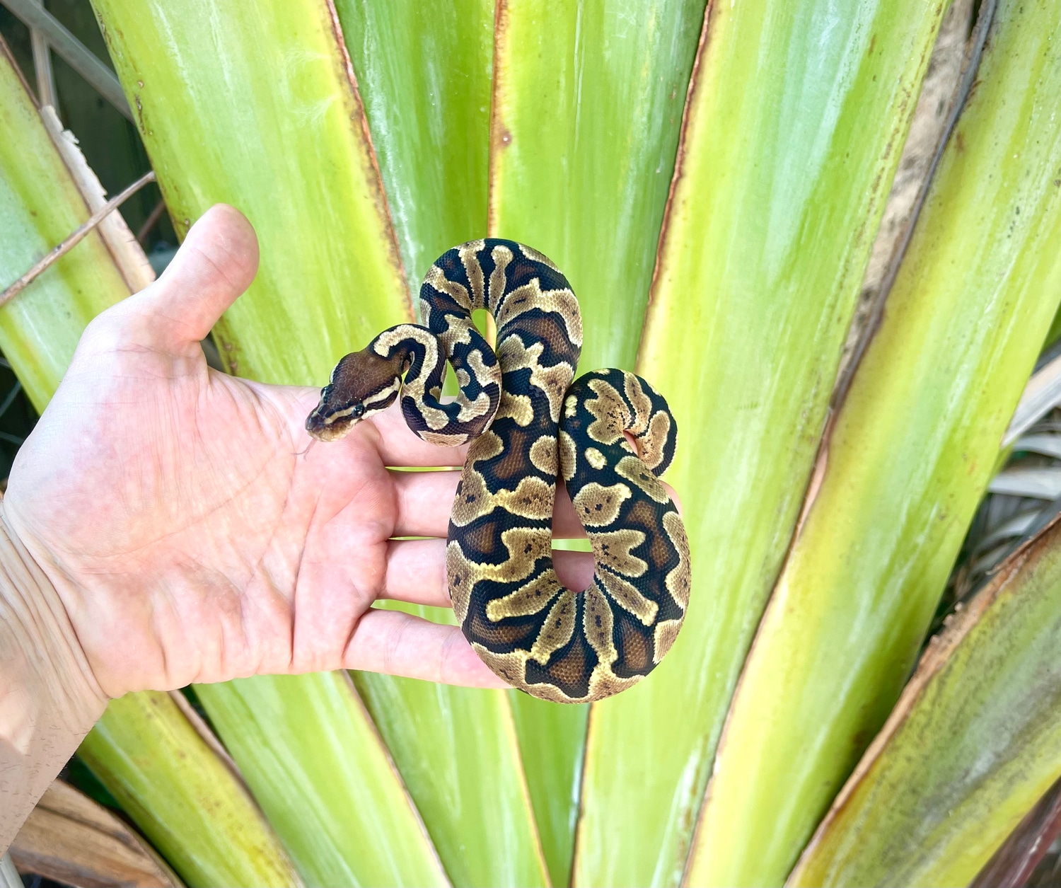 Zebra Ball Python by Adam Chesla Reptiles - MorphMarket