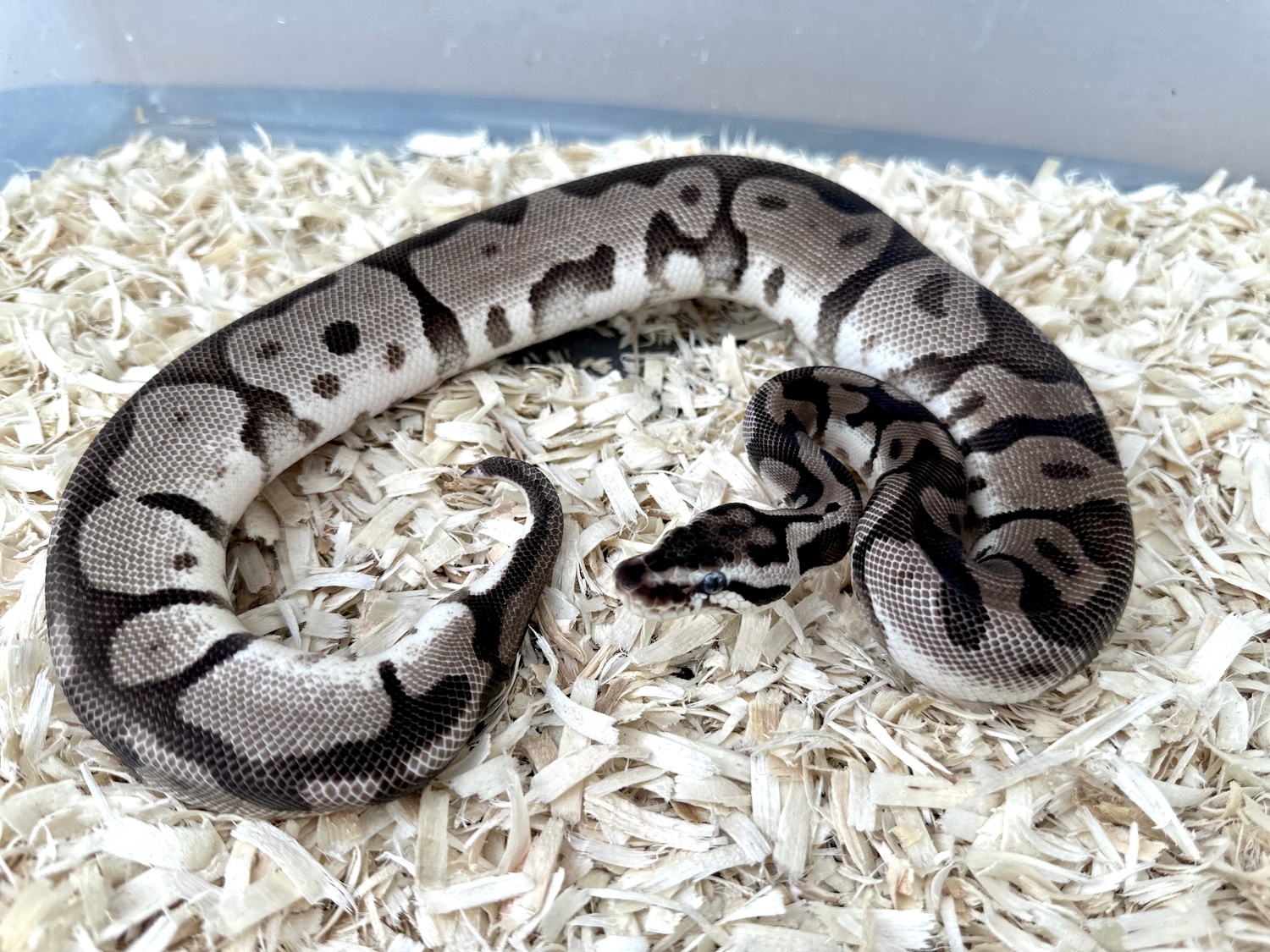 VPI Axanthic Leopard Enchi Pastel Ball Python by Adam Chesla Reptiles ...