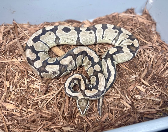 Fire Tiger(Jolliff Banded/Pattern Enhancer Gene) 100% Het VPI Axanthic ...