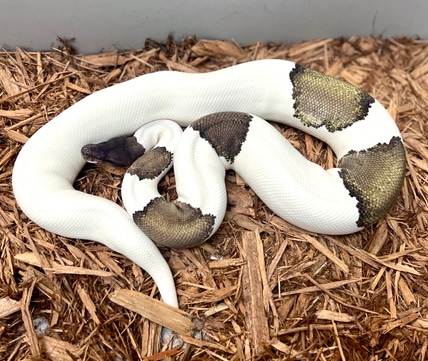 Clown Mahogany Leopard Ball Python by Adam Chesla Reptiles - MorphMarket