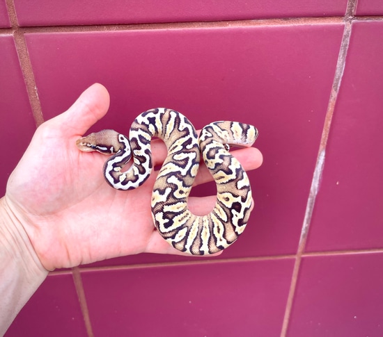 Zebra Mojave Super Pastel Ball Python by Adam Chesla Reptiles