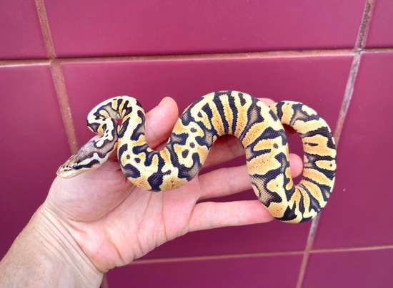 Zebra Orange Dream Pastel Ball Python by Adam Chesla Reptiles
