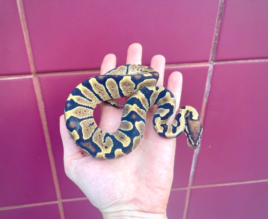 Zebra Ball Python by Adam Chesla Reptiles