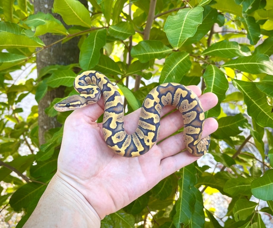 Zebra Hypo Ball Python by Adam Chesla Reptiles