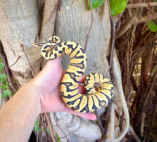 Zebra Hypo Pastel Ball Python by Adam Chesla Reptiles