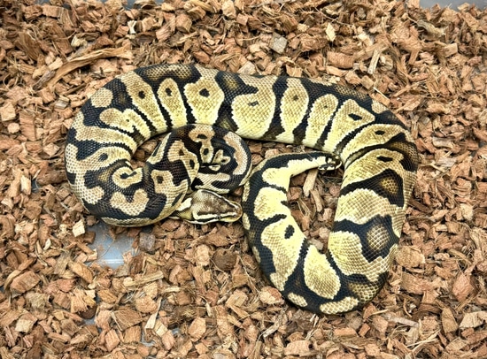 Pastel 100% Het Zebra - Ready To Breed! Ball Python by Adam Chesla Reptiles