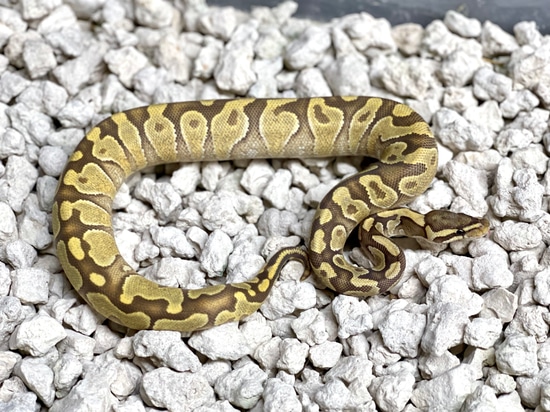 Hypo YB Enchi Het VPI Axanthic(True Ghost) Ball Python by Adam Chesla ...