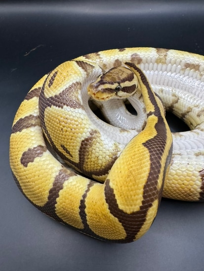 Pastel Monarch Ball Python by Reptopathy