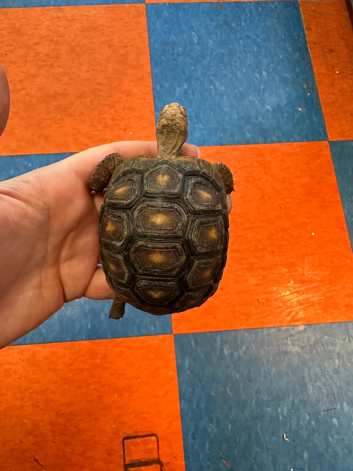 Redfoot Redfooted Tortoise by Reptostyle MorphMarket