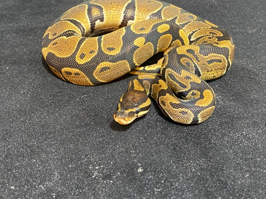 Normal Ball Python by R.E.S Exotics and Feeders