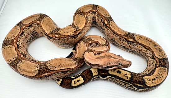 Filipino Python Pattern KRP Arabesque 100% Het Kahl Boa Constrictor by Pinoy Pythons