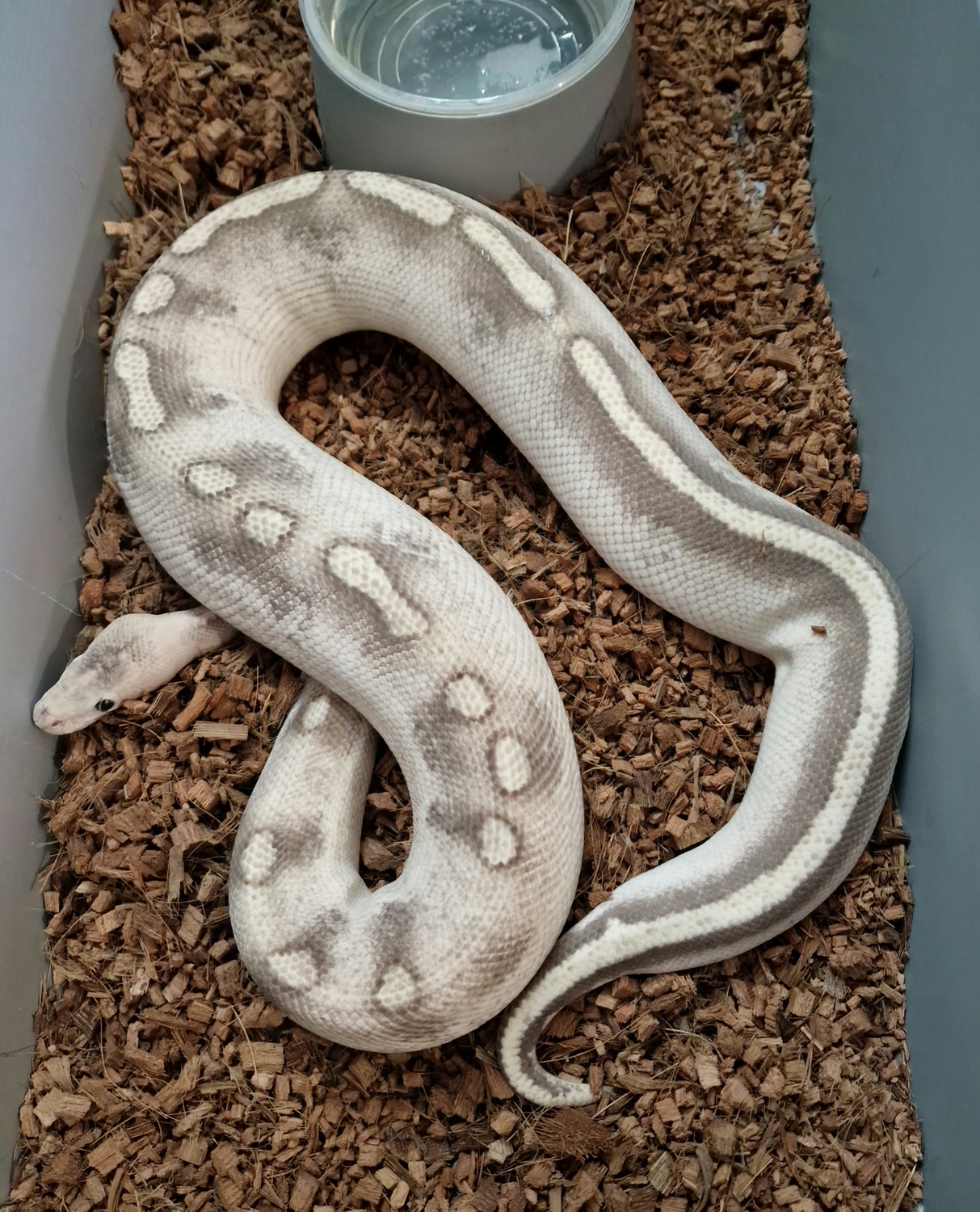Champagne Desert Ghost Ball Python by Pristine Constrictors uk ...