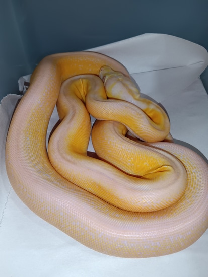 Lavender Motley Marble Tiger Reticulated Python by Greater Cleveland ...