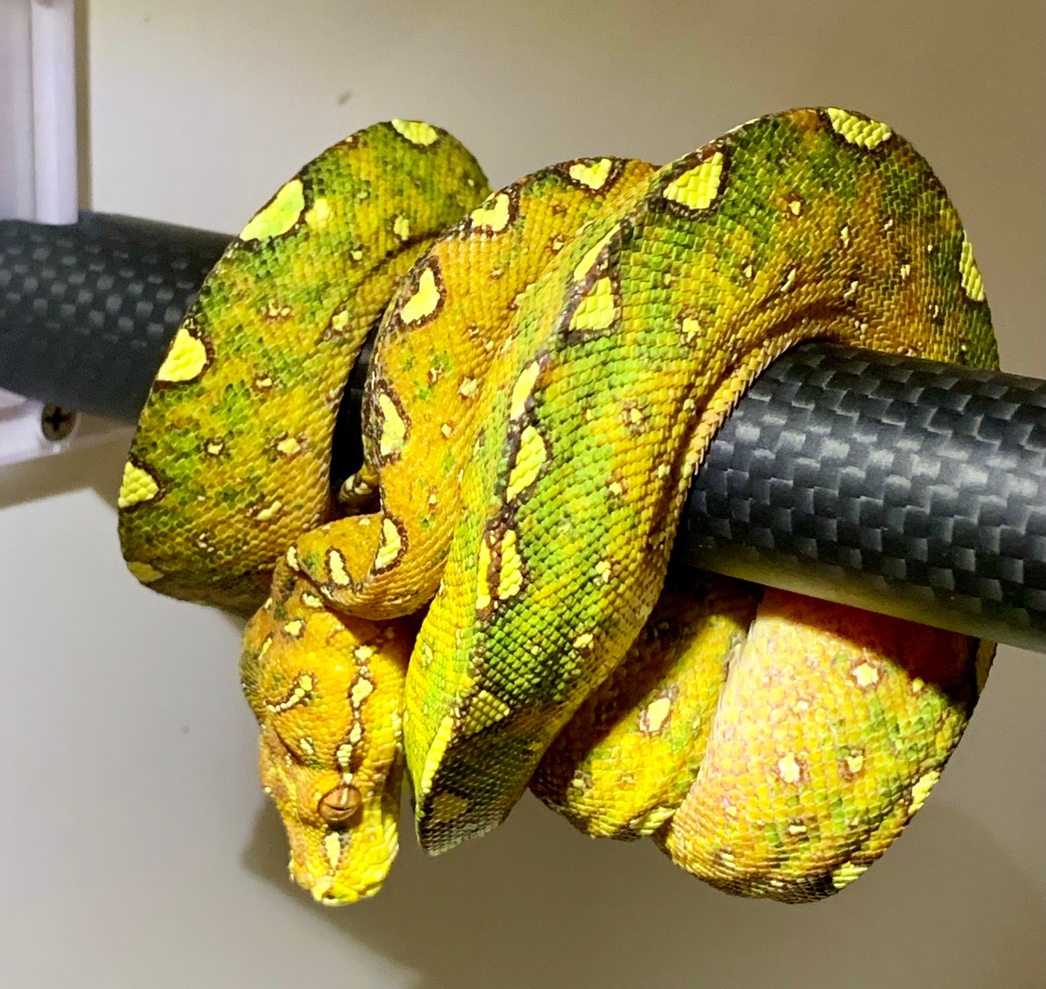 Biak Green Tree Python by Revelation Reptiles - MorphMarket