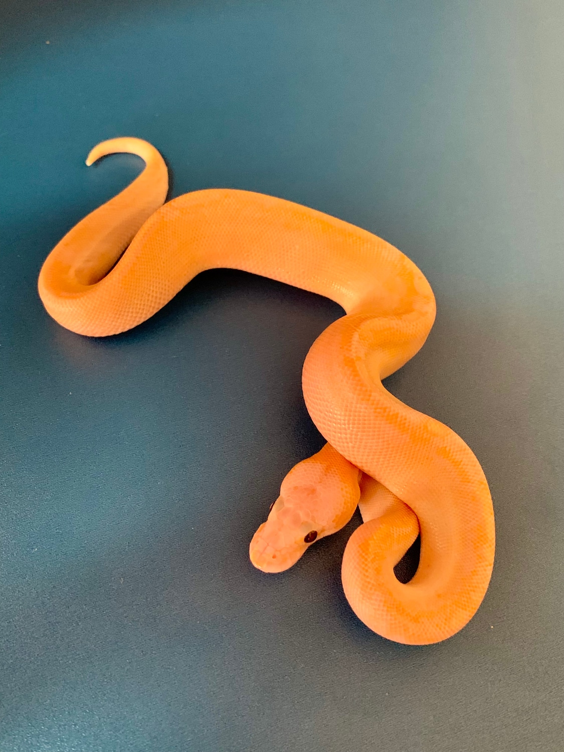 Banana Cinnamon Champagne Ball Python Baby by Revelation Reptiles