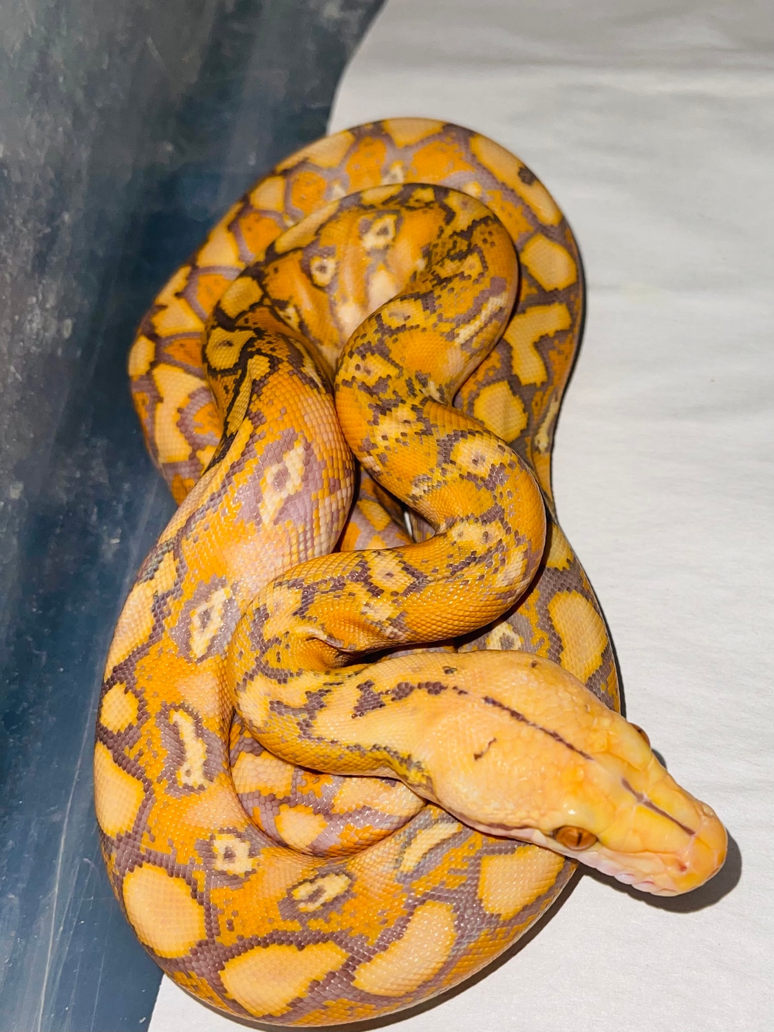 Superdwarf /dwarf Purple 50% Het Snow Reticulated Python by Revered ...
