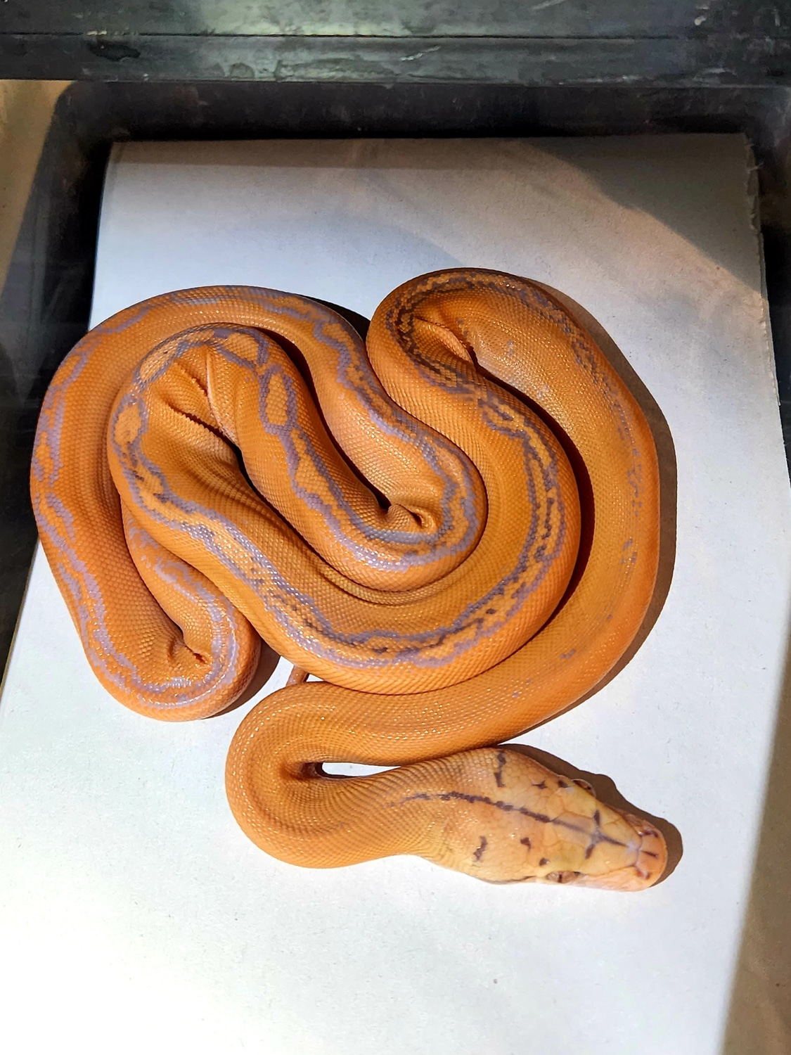 Superdwarf Dwarf Purple GC Sunfire Reticulated Python by Revered Retics ...