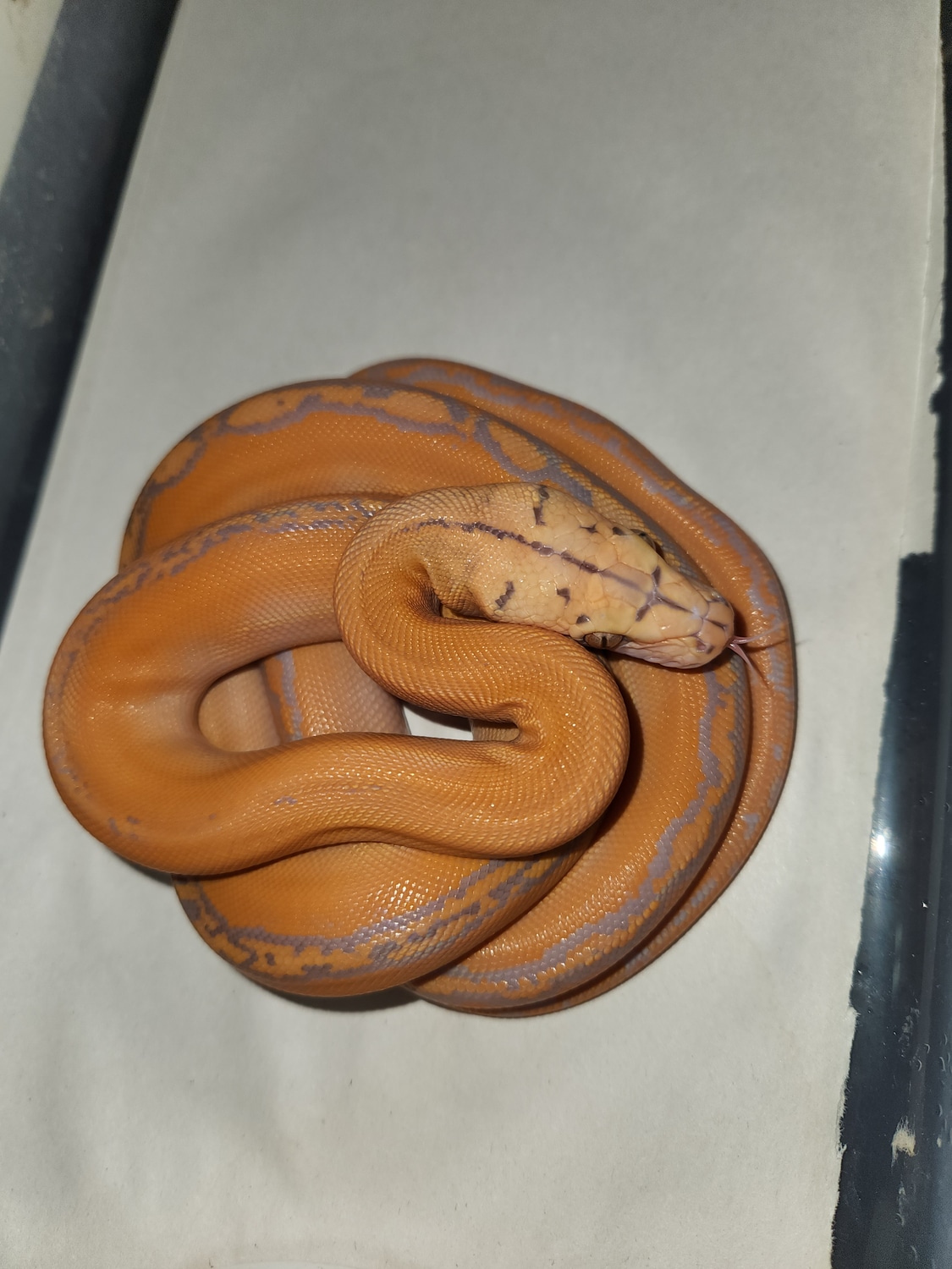 Superdwarf Dwarrf Purple Gc 50% Het Snow Reticulated Python by Revered ...