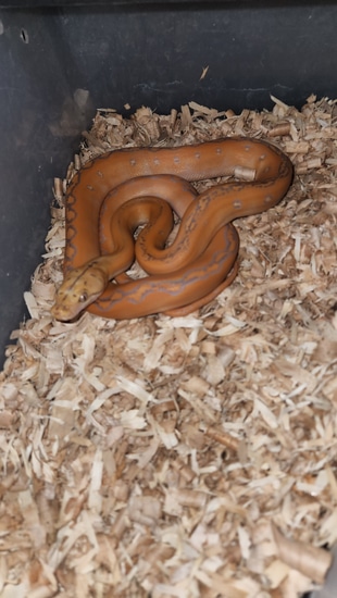 Superdwarf Dwarf Purple Gc Reticulated Python by Revered Retics