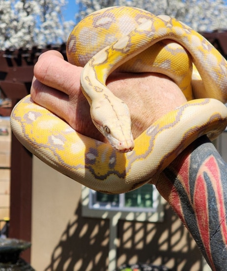 Renick Ghost Sunfire Platinum Reticulated Python by Revered Retics
