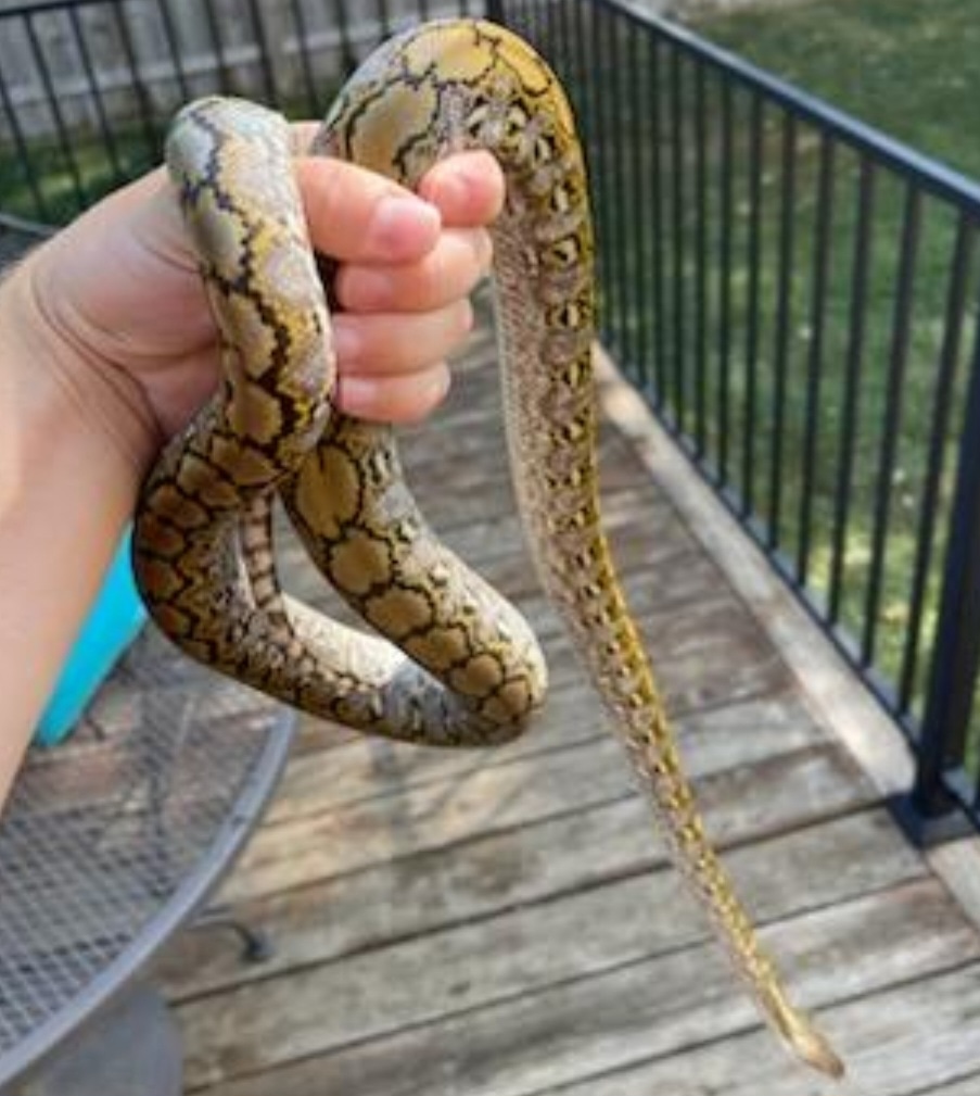 Pure Kaloatoa Tk Line Reticulated Python by Revered Retics - MorphMarket