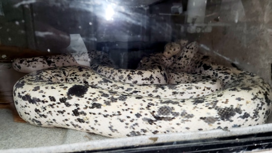 COW Reticulated Python by Revered Retics