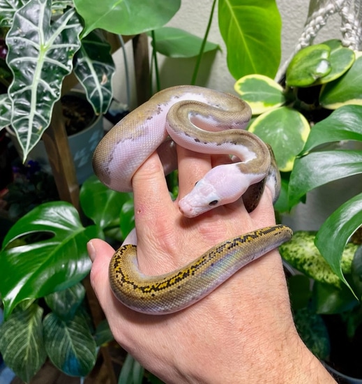 Pied Het Purple Reticulated Python by Revered Retics